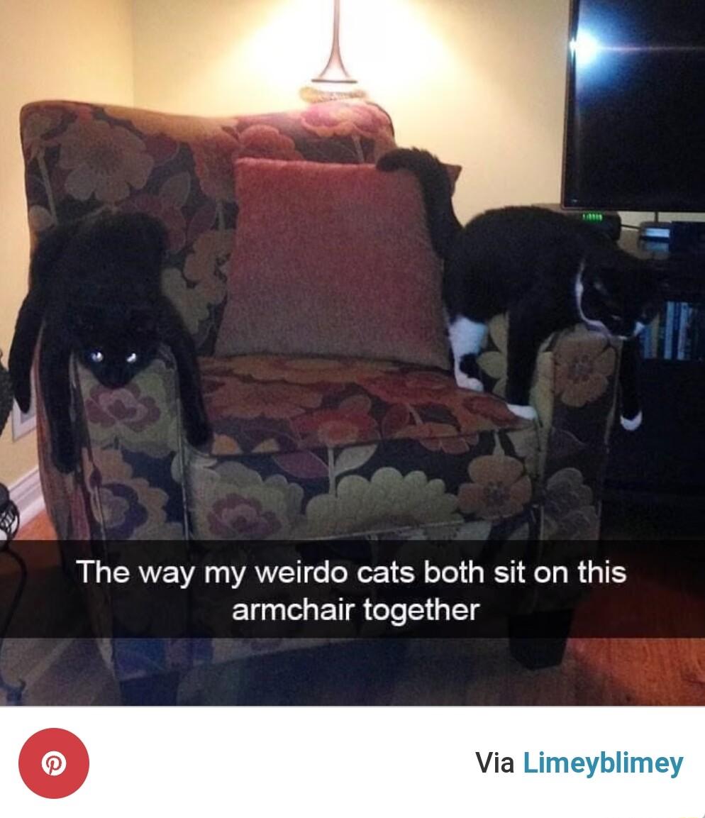 The way my weirdo cats both sit on this armchair together