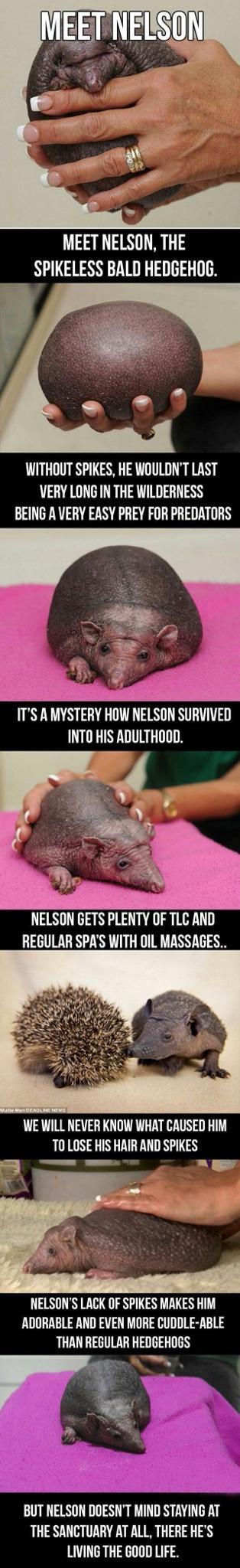 MEET NELSON THE SPIKELESS BALD HEDGEHOG WITHOUT SPIKES HE WOULDNT LAST VERY LONG IN THE WILDERNESS BEING A VERY EASY PREY FOR PREDATORS LU VN TR RN TR INTO HIS ADULTHOOD WE WILL NEVER KNOW WHAT CAUSED HIM TO LOSE HIS HAIR AND SPIKES NELSONS LACK OF SPIKES MAKES HIM ADORABLE AND EVEN MORE CUDDLE ABLE THAN REGULAR HEDGEHOGS LR NN AT THE SANCTUARY AT ALL THERE HES LIVING THE GOOD LIFE