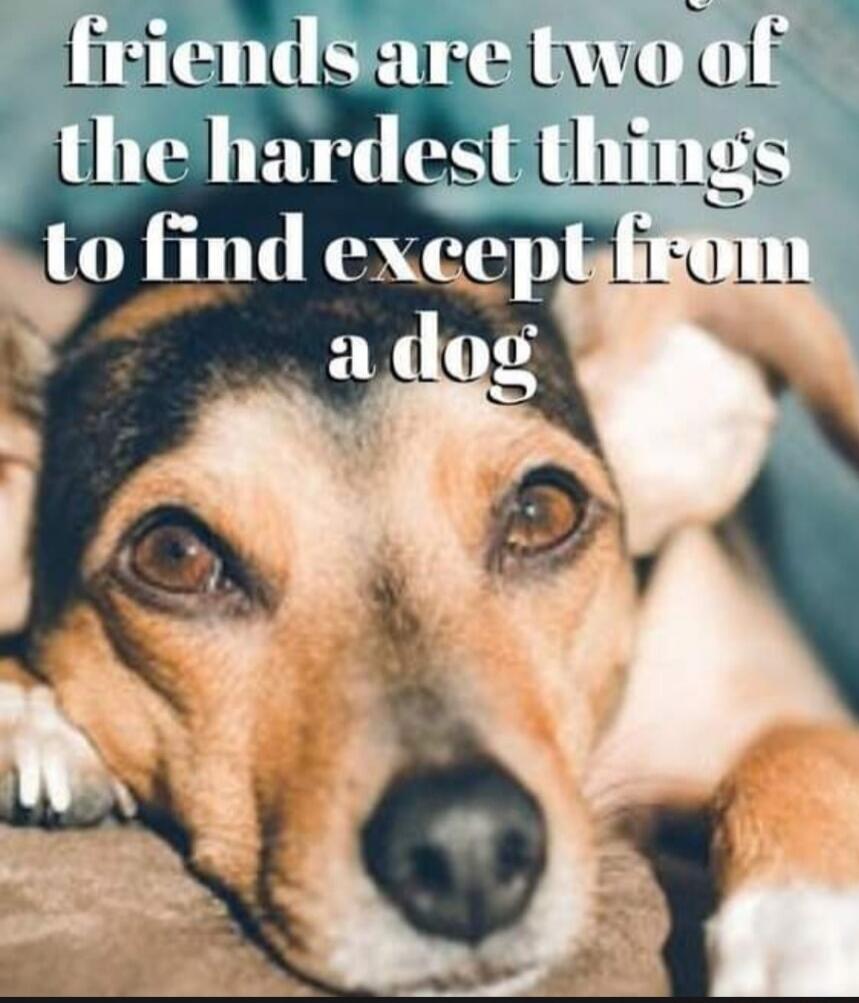 friends are two of the hardest things to find except from a dog