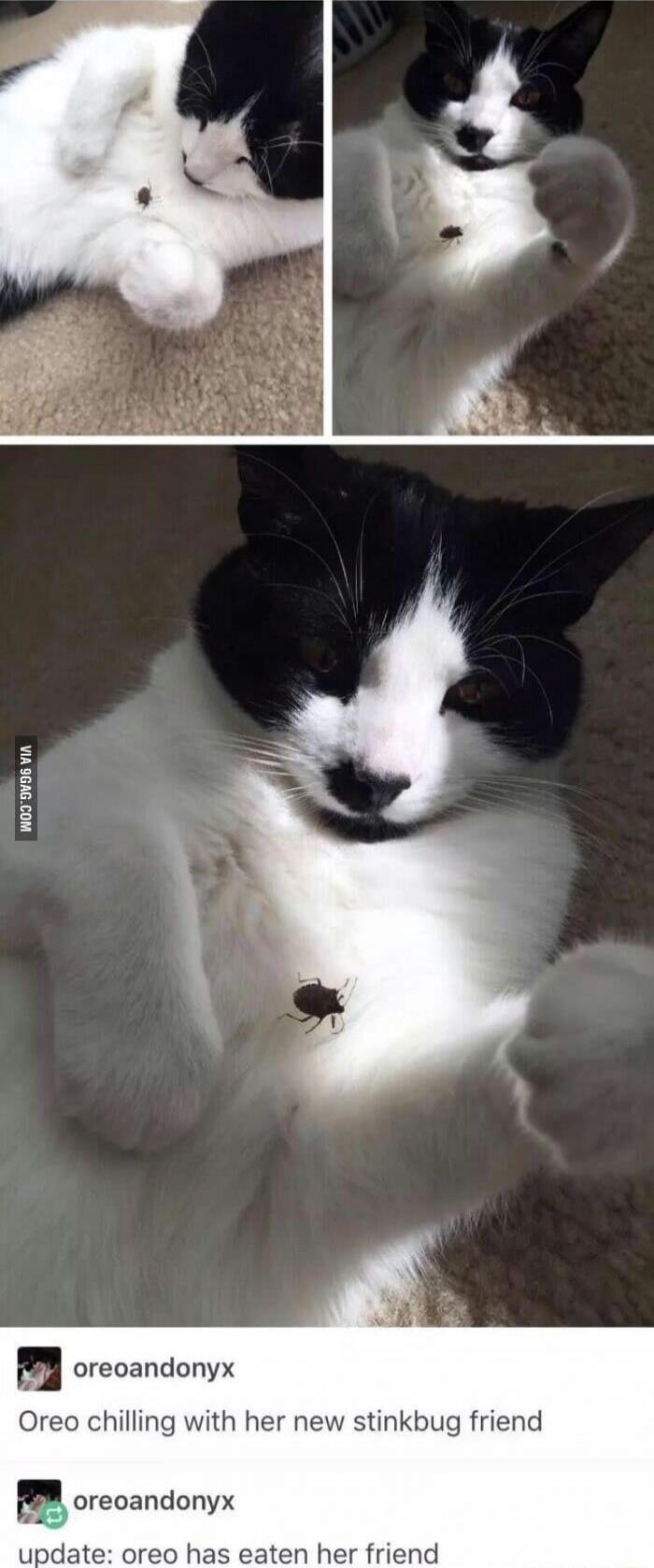 WoyOvE VA u oreoandonyx Oreo chilling with her new stinkbug friend M oreoandonyx update oreo has eaten her friend