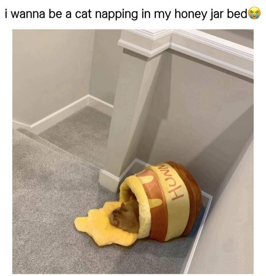 i wanna be a cat napping in my honey jar bed