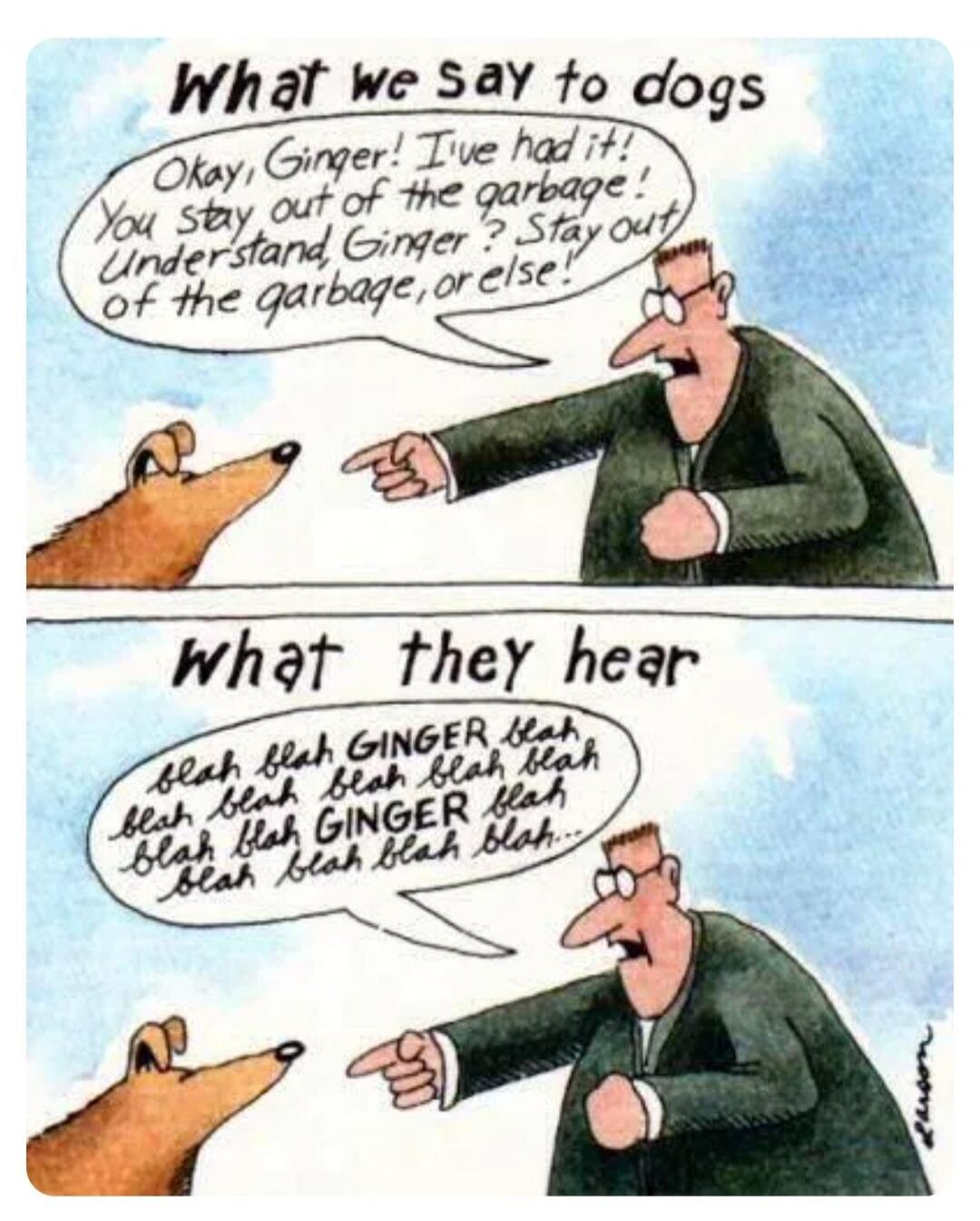 What we say to dogs. Okay, Ginger! I've had it! You stay out of the garbage! Understand, Ginger? Stay out of the garbage, or else! What they hear. blah blah GINGER blah blah blah blah blah blah blah blah GINGER blah blah blah blah blah blah...