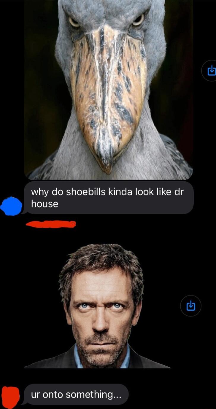 why do shoebills kinda look like dr house ur onto something