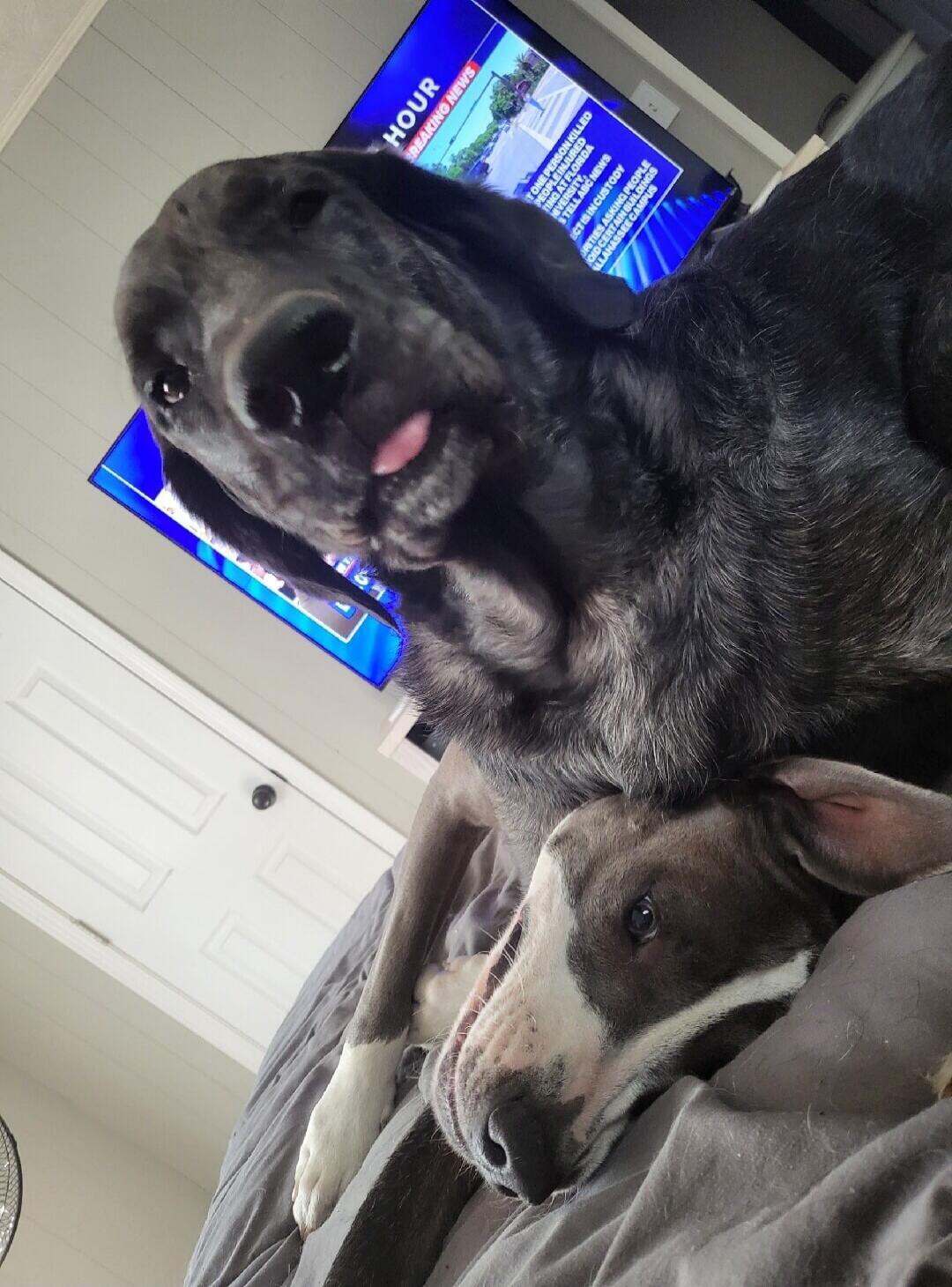HOUR BREAKING NEWS ONE PERSON KILLED TIMELAPSE FLORIDA TELL ABC NEWS IS IN CUSTODY PEOPLE BUILDINGS CAMPUS. Two dogs are cuddling on a bed, one large dark dog with its tongue out is looking at the camera, while a smaller dog rests underneath.