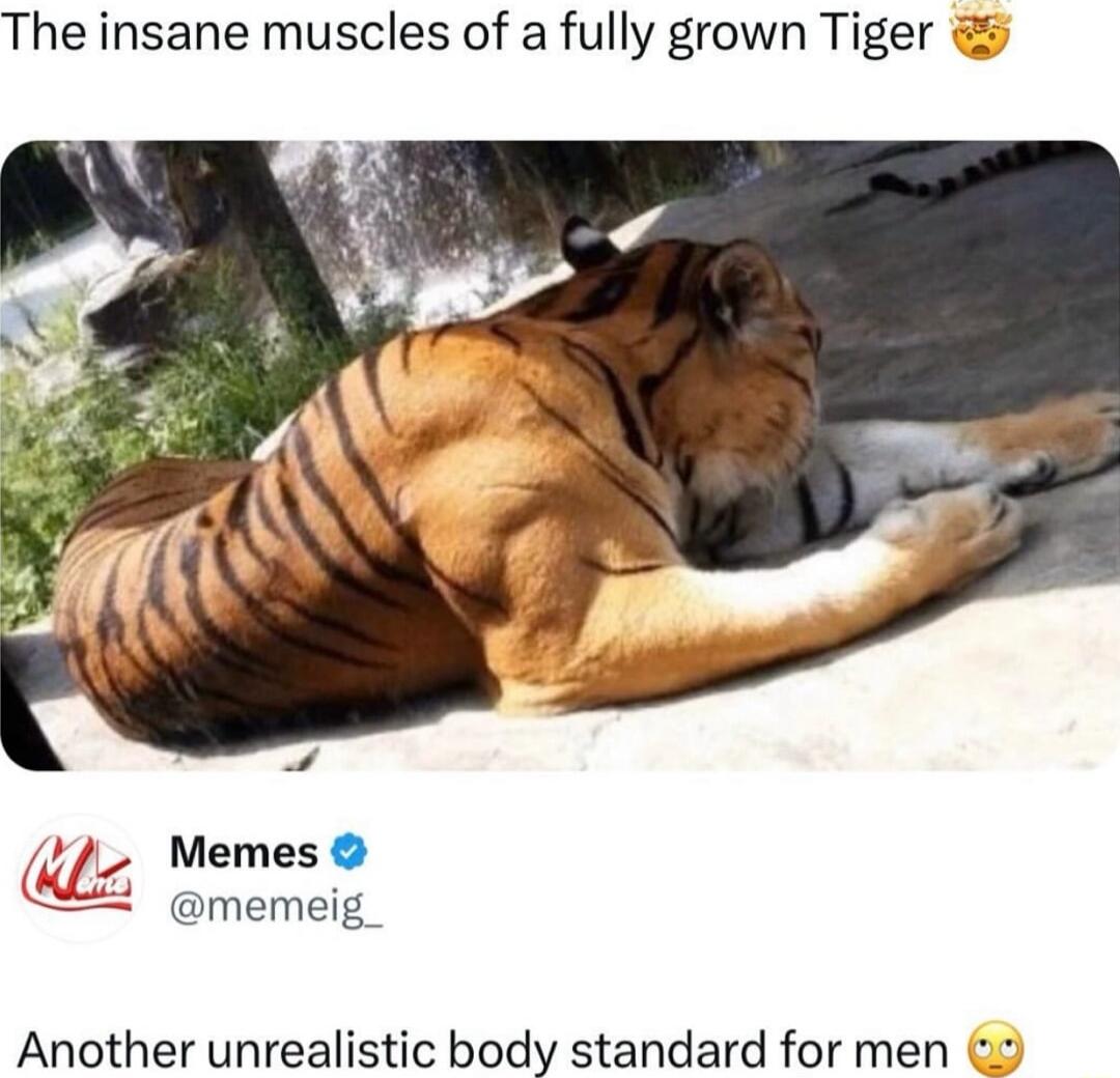 The insane muscles of a fully grown Tiger 2 memeig Another unrealistic body standard for men