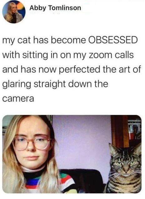 6 Abby Tomlinson my cat has become OBSESSED with sitting in on my zoom calls and has now perfected the art of glaring straight down the camera