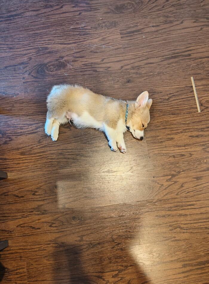 A small tan and white puppy sleeping on a wooden floor.
