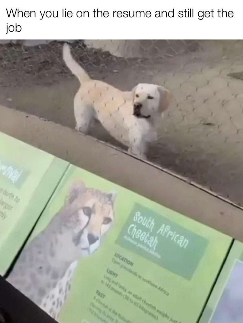 ou lie on the resume and still get the