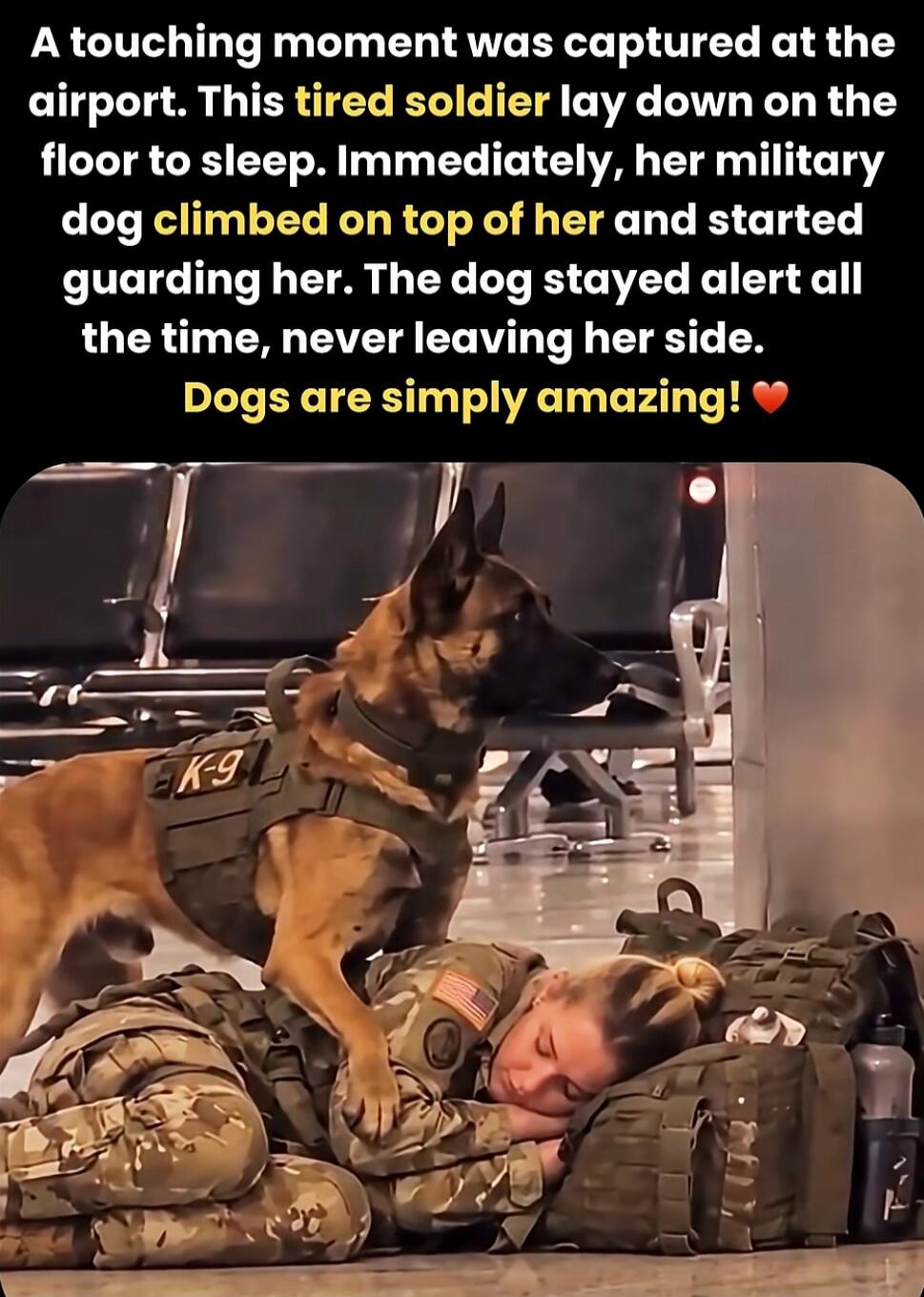 A touching moment was captured at the airport. This tired soldier lay down on the floor to sleep. Immediately, her military dog climbed on top of her and started guarding her. The dog stayed alert all the time, never leaving her side. Dogs are simply amazing!