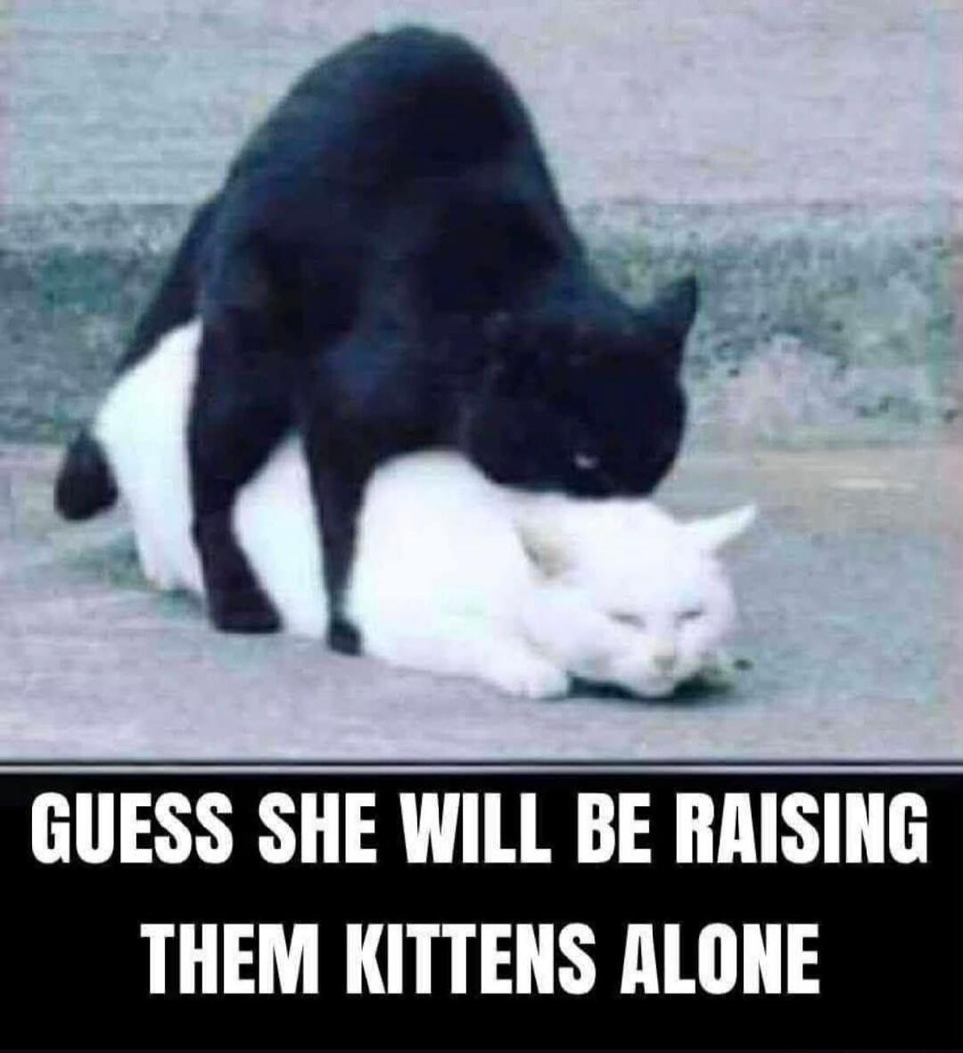 GUESS SHE WILL BE RAISING THEM KITTENS ALONE