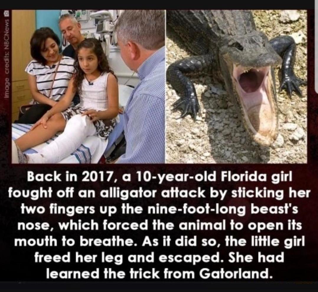 2 o R 2 3 3 5 et AT o v SRERREA R i s Back in 2017 a 10 year old Florida girl fought off an alligator attack by sticking her W CRILCEERT R G TR TR T S T Te l 1T nose which forced the animal to open its movuth to breathe As it did so the little girl freed her leg and escaped She had learned the trick from Gatorland