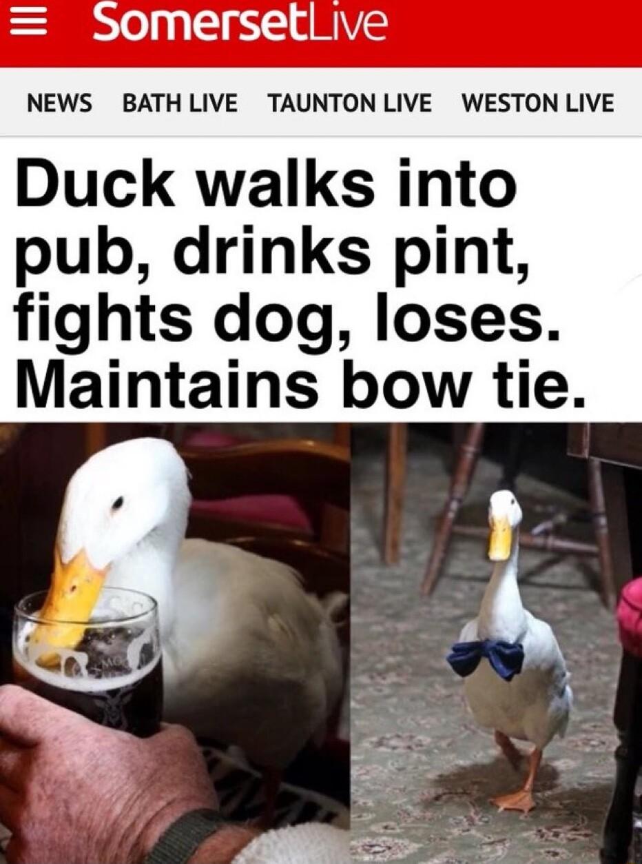 SomersetLive NEWS BATHLIVE TAUNTONLIVE WESTON LIVE Duck walks into pub drinks pint fights dog loses Maintains bow tie