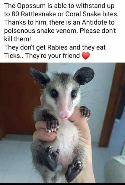 The Opossum is able to withstand up to 80 Rattlesnake or Coral Snake bites Thanks to him there is an Antidote to poisonous snake venom Please dont kill them They dont get Rabies and they eat Ticks Theyre your friend