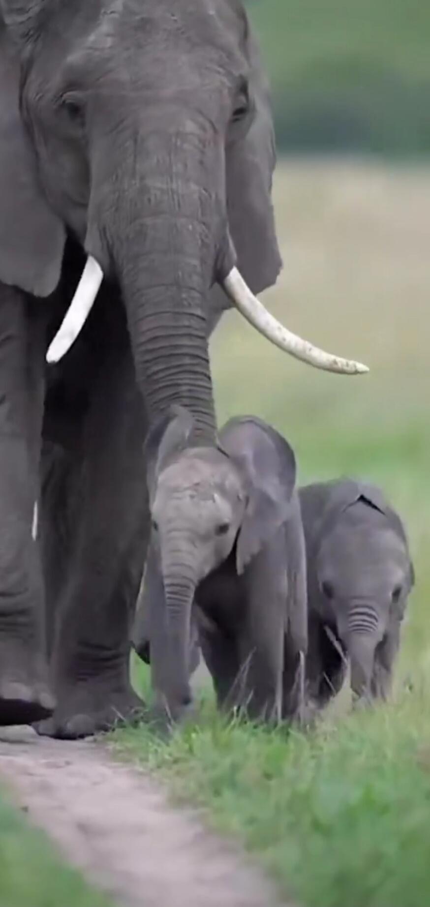 An adult elephant with two baby elephants walking along a grassy path.