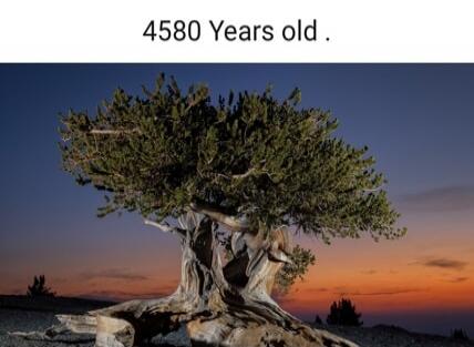 4580 Years old.