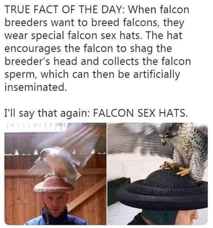 TRUE FACT OF THE DAY When falcon breeders want to breed falcons they wear special falcon sex hats The hat encourages the falcon to shag the breeders head and collects the falcon sperm which can then be artificially inseminated Ill say that again FALCON SEX HATS