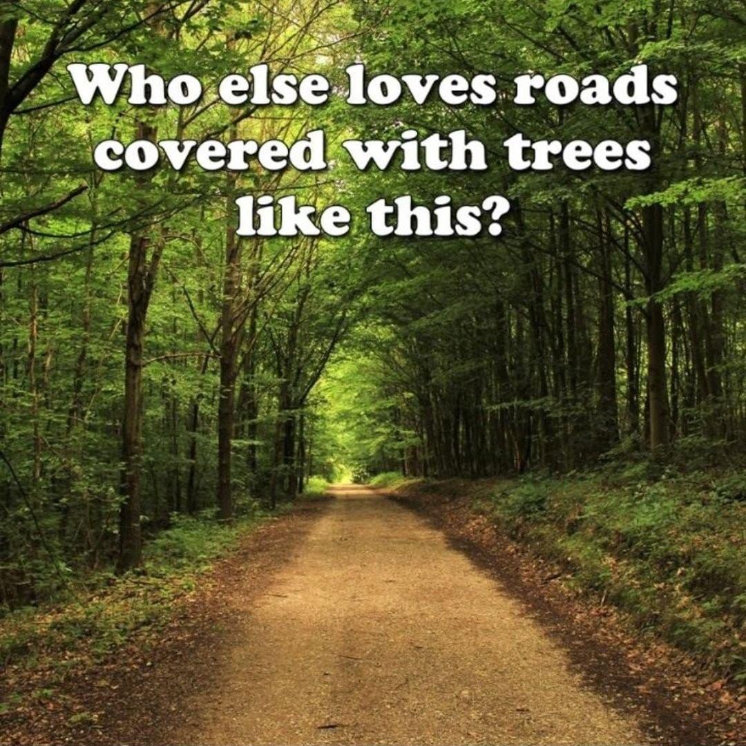 Who else loves roads covered wnth trees lnke this