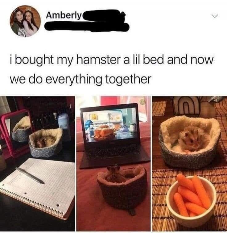 Amberly i bought my hamster a lil bed and now we do everything together
