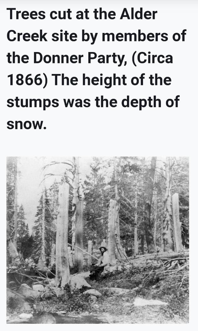 Trees cut at the Alder Creek site by members of the Donner Party Circa 1866 The height of the stumps was the depth of snow