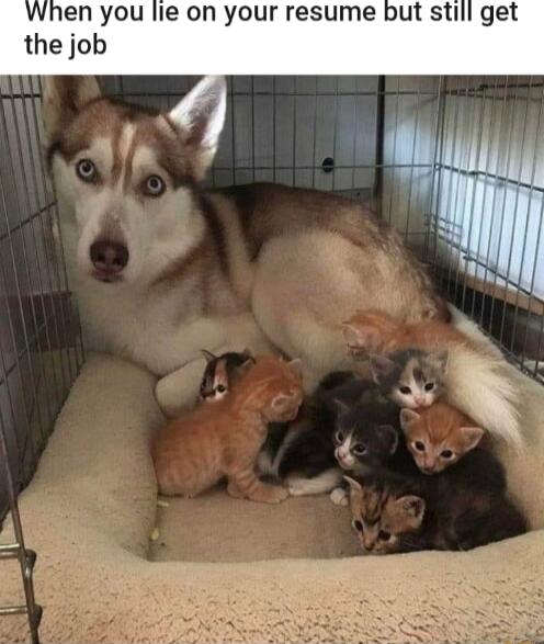 When you lie on your resume but still get the job