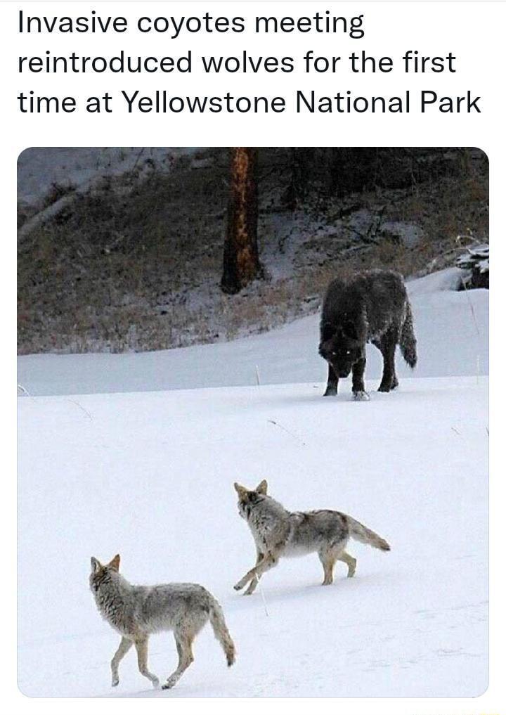 Invasive coyotes meeting reintroduced wolves for the first time at Yellowstone National Park