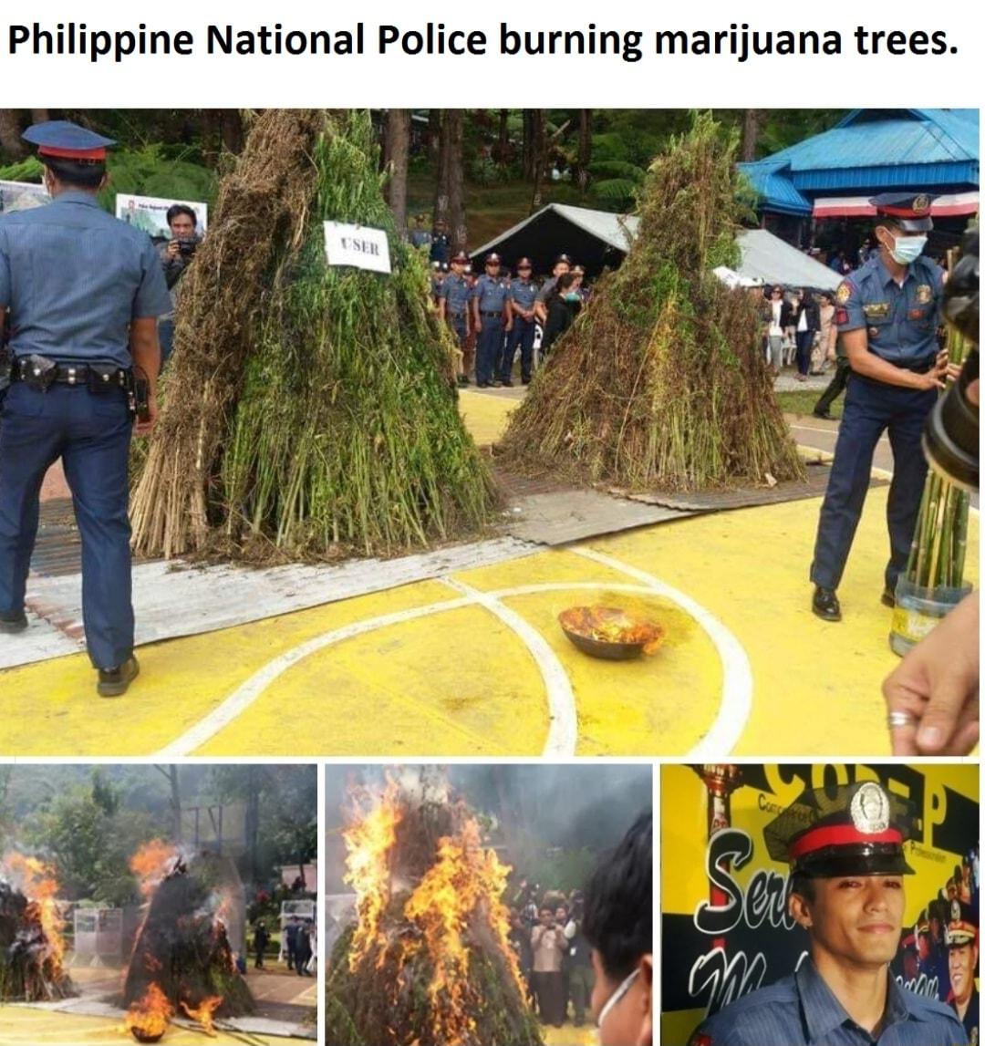 Philippine National Police burning marijuana trees