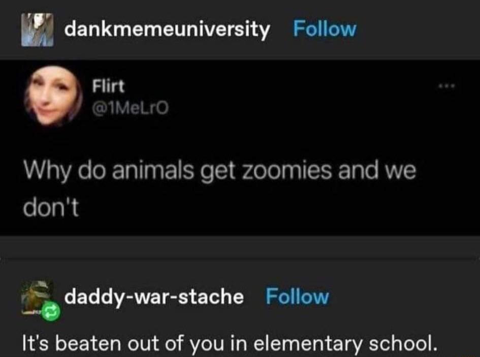 W dankmemeuniversity Follow Flirt psive Why do animals get zoomies and we dont i war _duddy war stache Follow Its beaten out of you in elementary school
