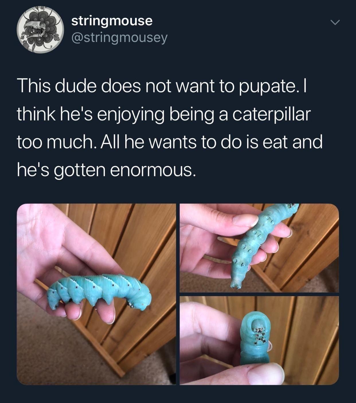 stringmouse J stringmousey This dude does not want to pupate think hes enjoying being a caterpillar too much All he wants to do is eat and hes gotten enormous 922 PM 140420 Twitter for iPhone