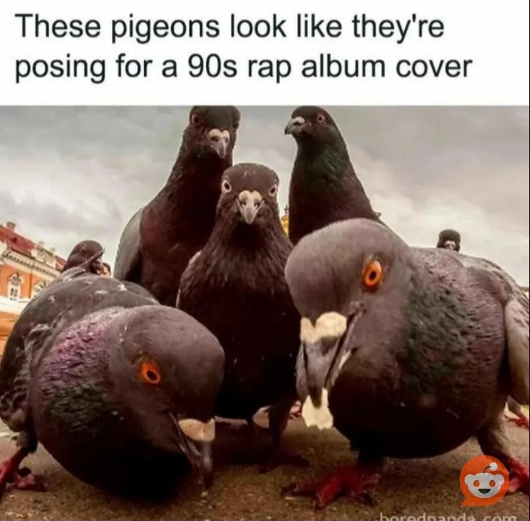 These pigeons look like they're posing for a 90s rap album cover