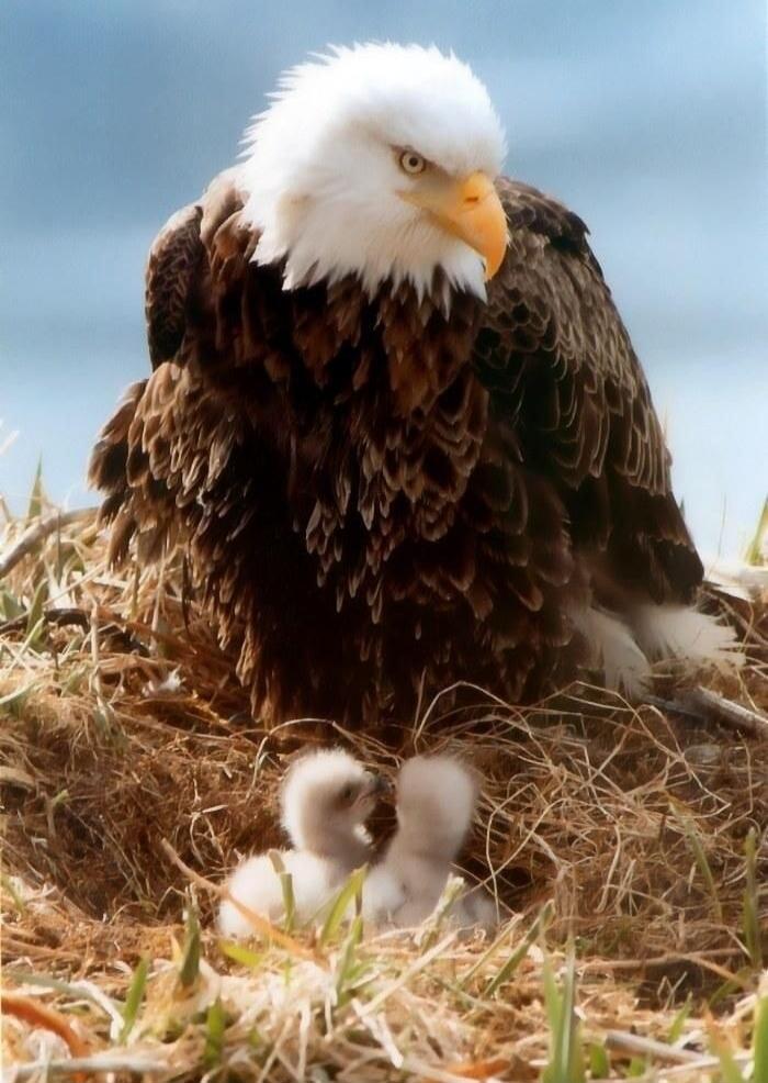 A bald eagle with two eaglets in a nest.