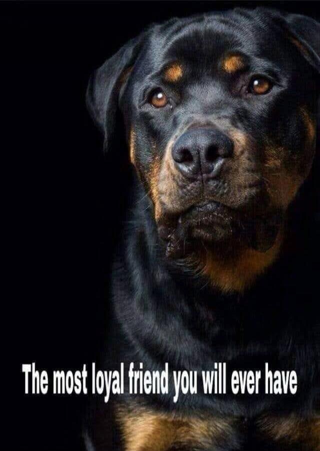 The most loyal friend you will ever have