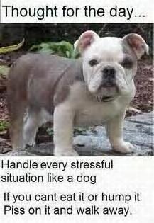 Handle every stressful situation like a dog If you cant eat it or hump it Piss on it and walk away