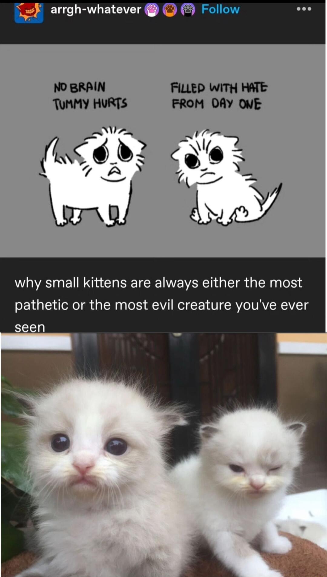 why small kittens are always either the most pathetic or the most evil creature youve ever seen