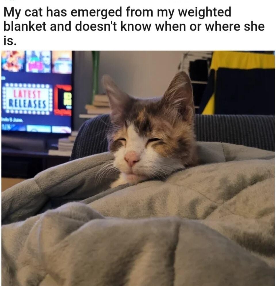 catsnlacquer My cat has emerged from my weighted blanket and doesnt know when or where she