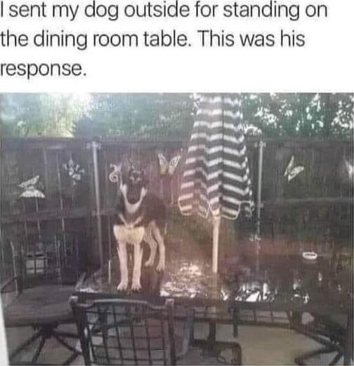 sent my dog outside for standing on he dining room table This was his response