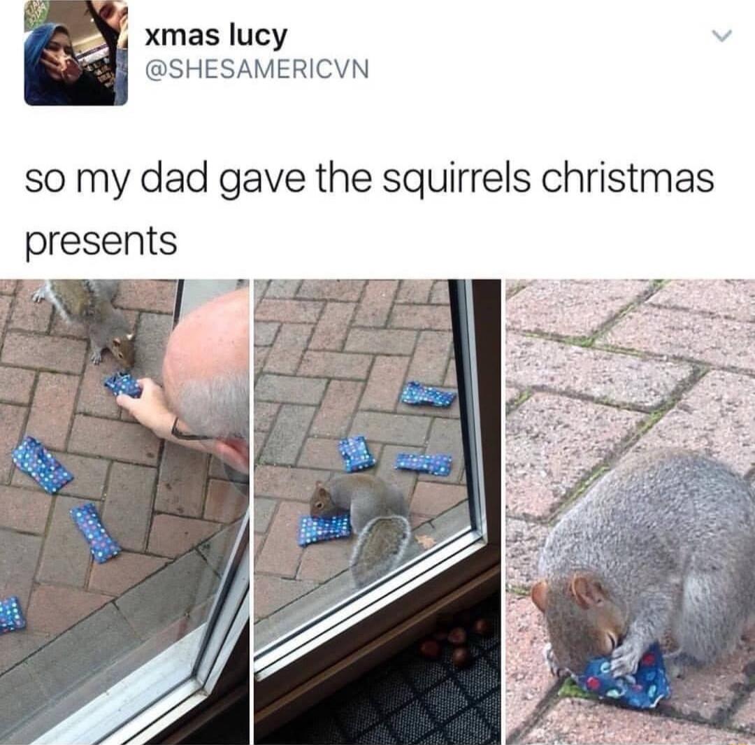 xmas lucy SHESAMERICVN so my dad gave the squirrels christmas presents