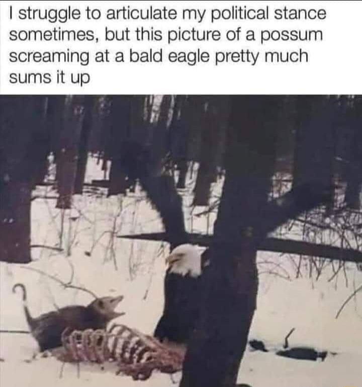 struggle to articulate my political stance sometimes but this picture of a possum screaming at a bald eagle pretty much sums it up