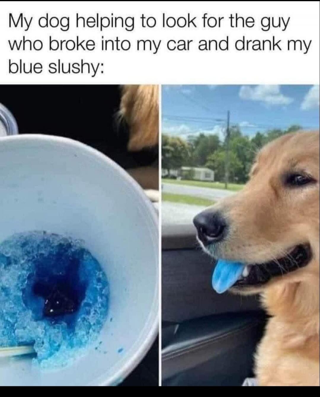 My dog helping to look for the guy who broke into my car and drank my blue slushy: