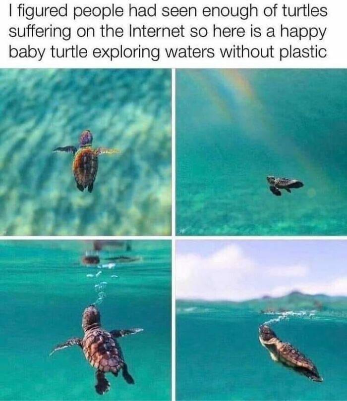 figured people had seen enough of turties suffering on the Internet so here is a happy baby turtle exploring waters without plastic