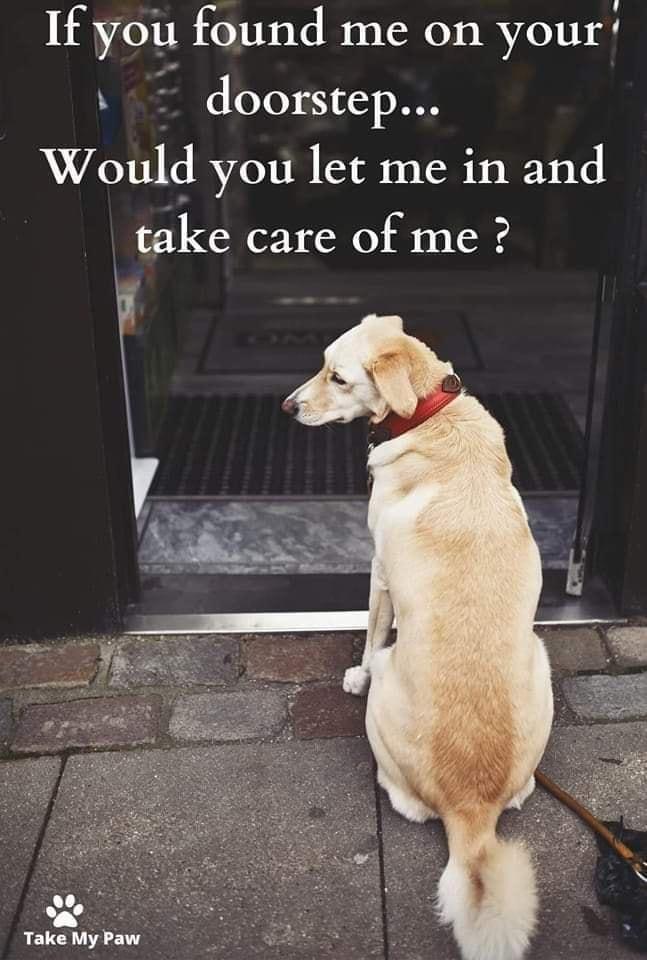 If you found me on your e doorstep Would you let me in and take care of me Take My Paw