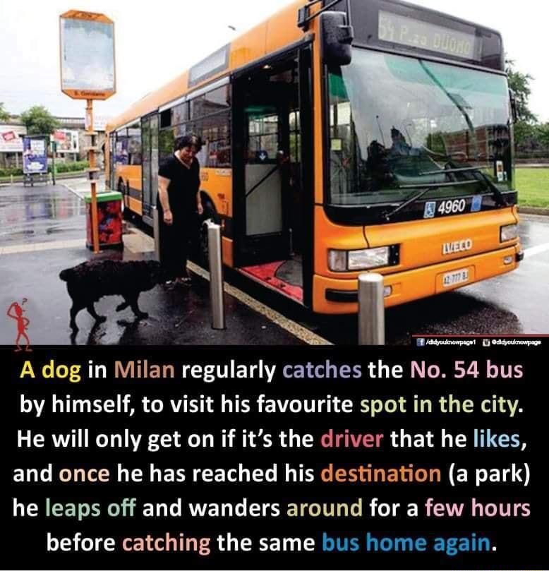 A dog in Milan regularly catches the No 54 bus by himself to visit his favourite spot in the city He will only get on if its the driver that he likes and once he has reached his de ation a park he leaps off and wanders around for a few hours before catching the same bus home again