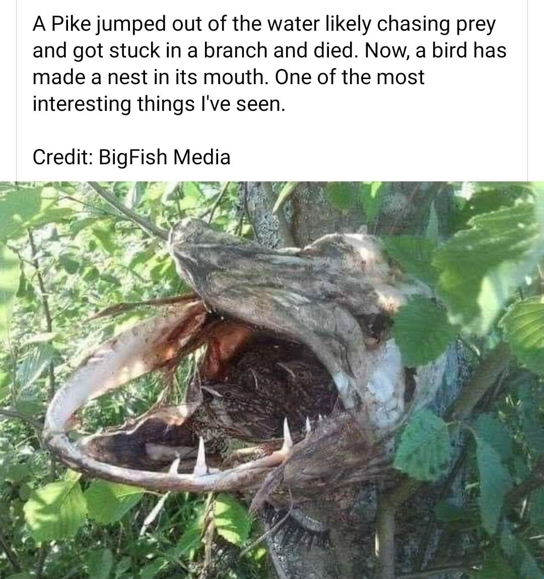 Picture Nova 19 Q A Pike jumped out of the water likely chasing prey and got stuck in a branch and died Now a bird has made a nest in its mouth One of the most interesting things Ive seen Credit BigFish Media
