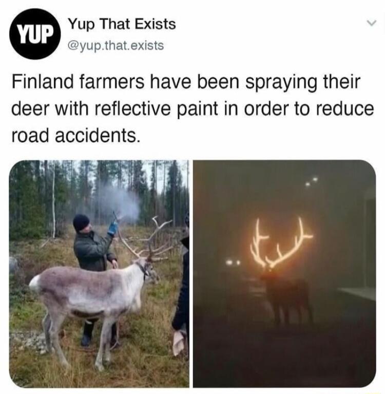 Yup That Exists yupthat Finland farmers have been spraying their deer with reflective paint in order to reduce road accidents