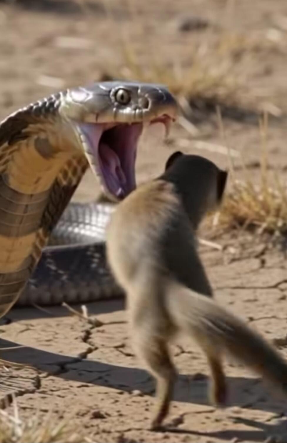 A mongoose confronts a cobra with its hood spread and mouth open, ready to strike, in a dry, arid environment.