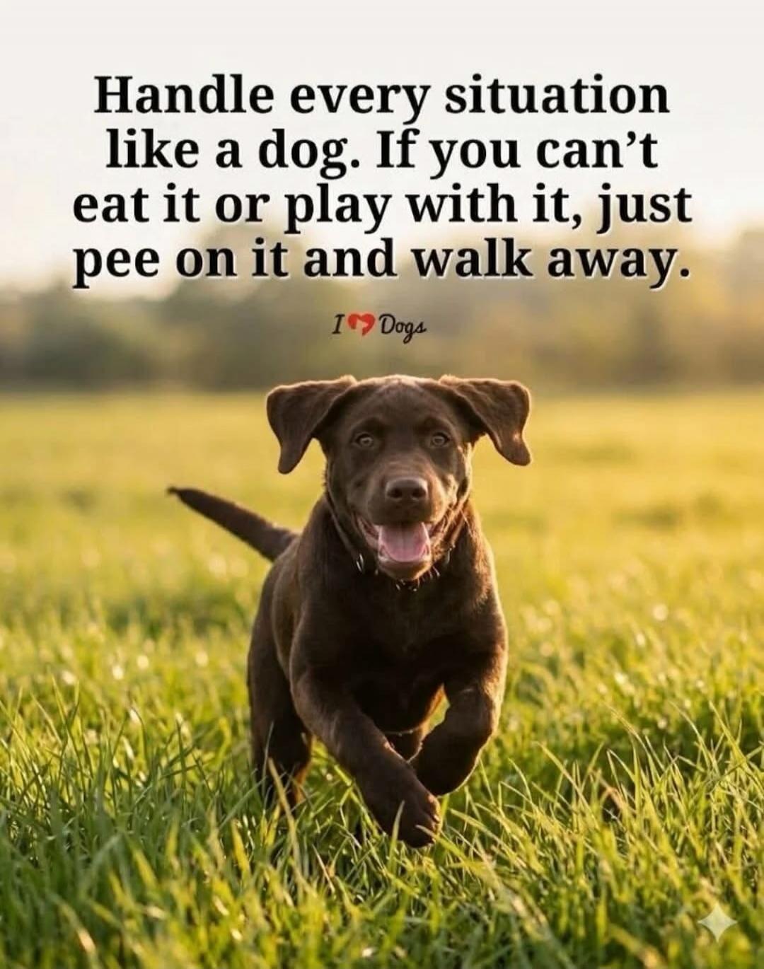 Handle every situation like a dog. If you can't eat it or play with it, just pee on it and walk away. I ❤️ Dogs