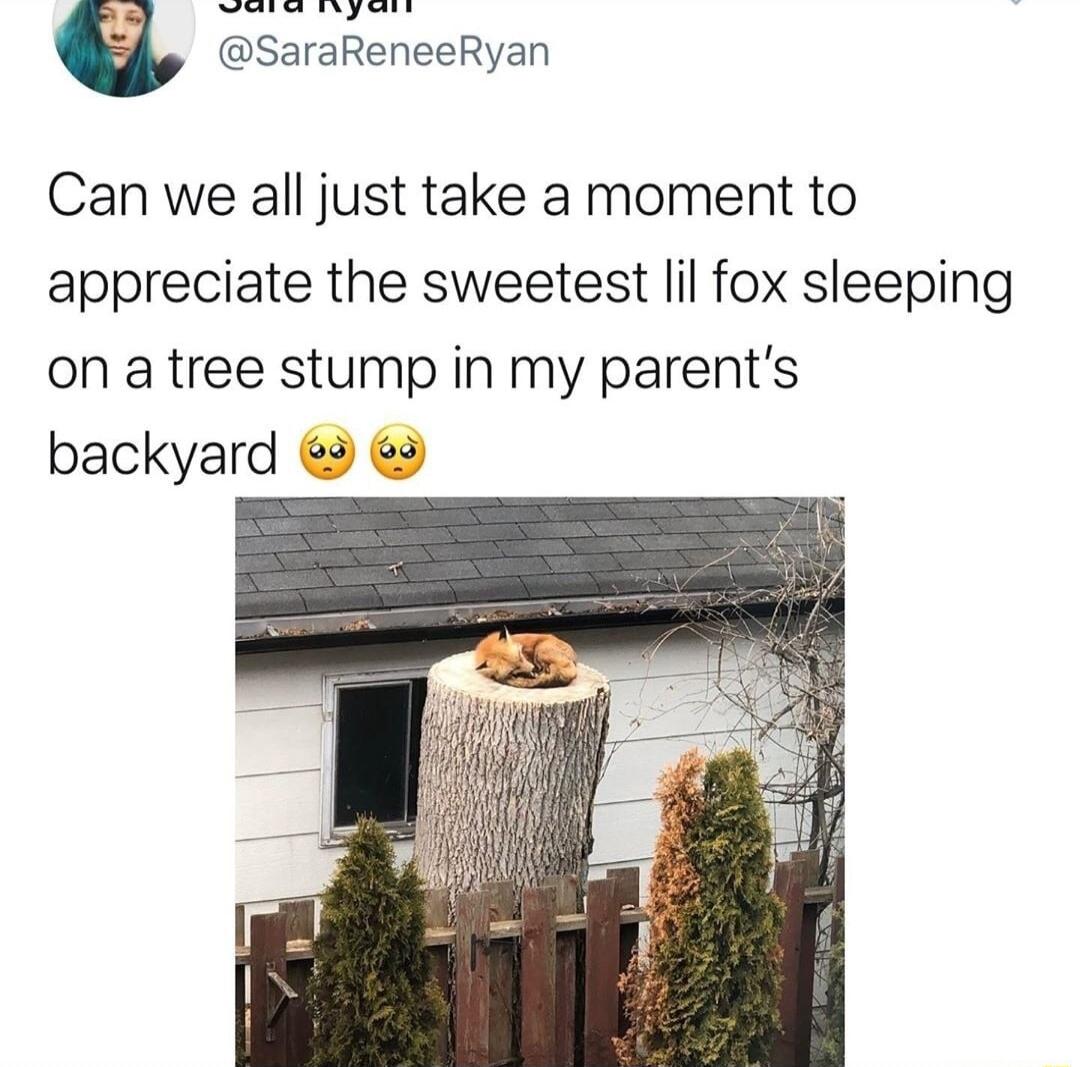 Can we all just take a moment to appreciate the sweetest lil fox sleeping on a tree stump in my parents backyard 3