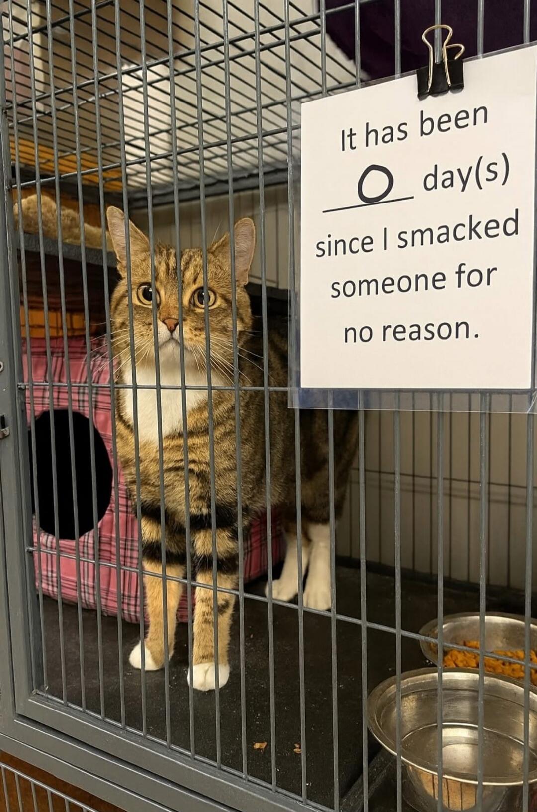 It has been 0 day(s) since I smacked someone for no reason.