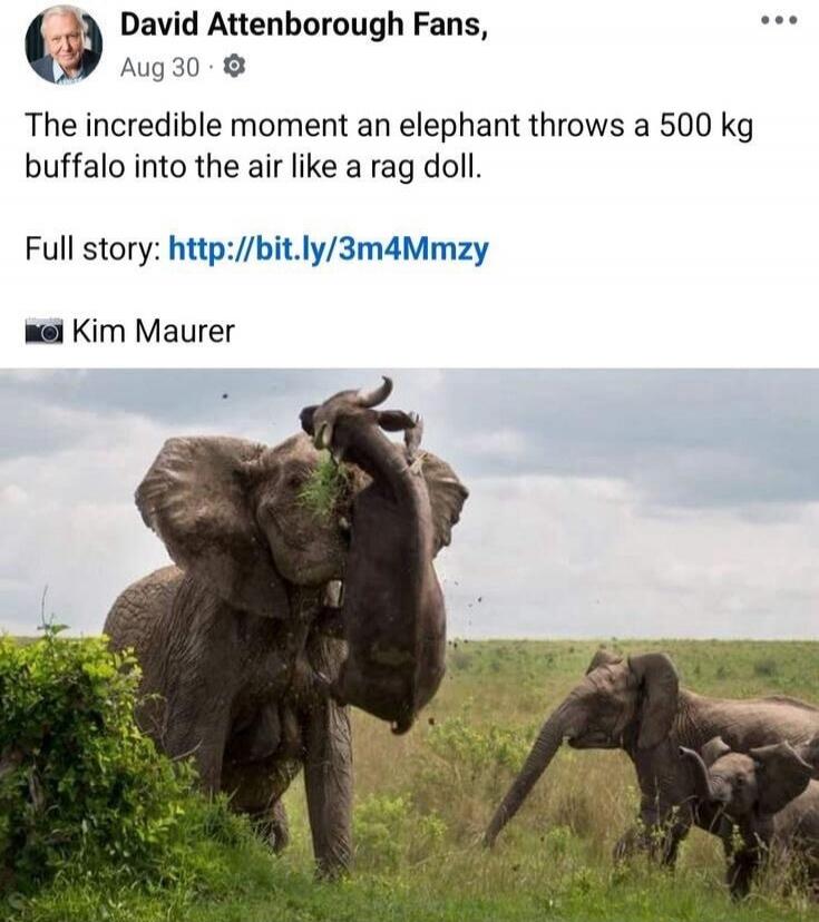 David Attenborough Fans, Aug 30 • The incredible moment an elephant throws a 500 kg buffalo into the air like a rag doll.

Full story: http://bit.ly/3m4Mmzy

📷 Kim Maurer