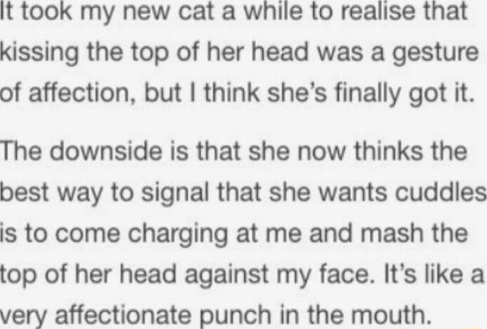 It took my new cat a while to realise that kissing the top of her head was a gesture of affection but think shes finally got it The downside is that she now thinks the best way to signal that she wants cuddles s to come charging at me and mash the top of her head against my face Its like a very affectionate punch in the mouth