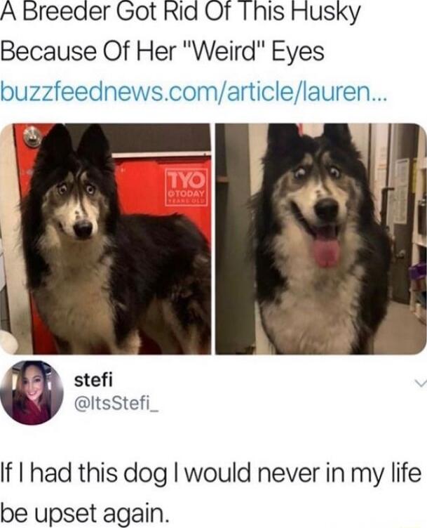 A Breeder Got Rid Of This Husky Because Of Her 